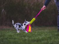 Where to Find Cheap Adopt Me Pets: BloxCart’s Affordable Shop