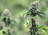 Shop Legal Cannabis Canada with Easy Online Access