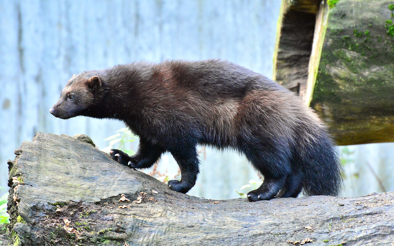 Wolverine PS5 update